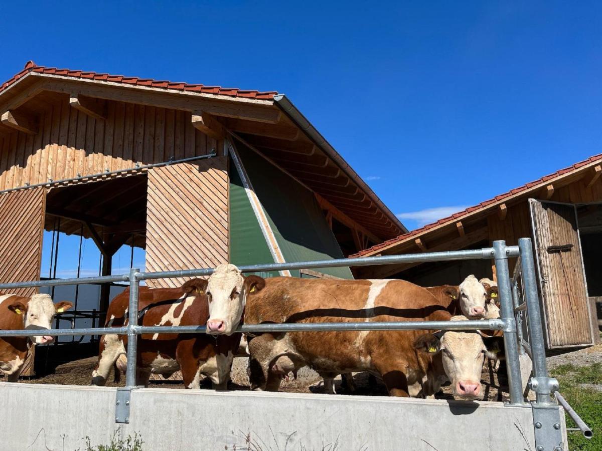 Landgasthof Blasini - Pfahlhof Zandt Kültér fotó