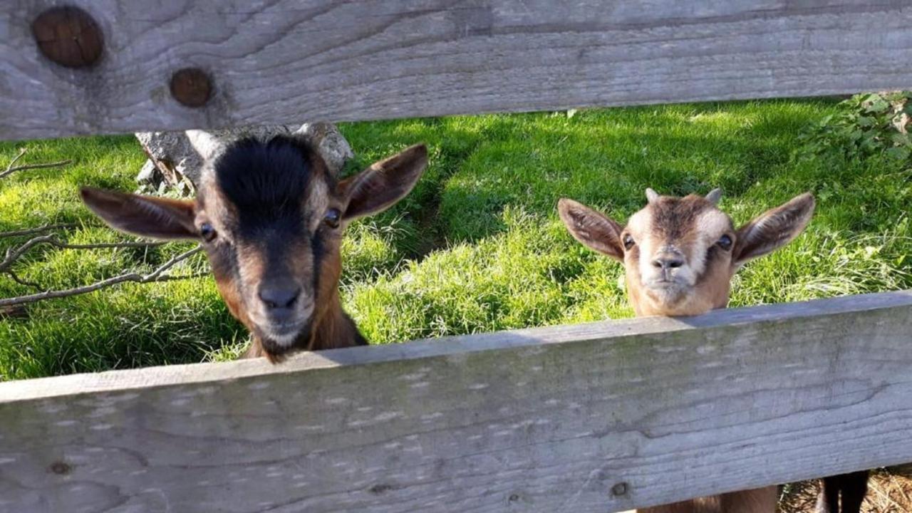 Landgasthof Blasini - Pfahlhof Zandt Kültér fotó