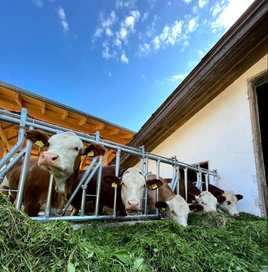 Landgasthof Blasini - Pfahlhof Zandt Kültér fotó